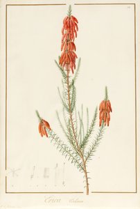 Erica Edilinei, 1811 (wc i kolor nadwozia na śladach grafitu na welinie) autorstwa Pierre Joseph Redouté